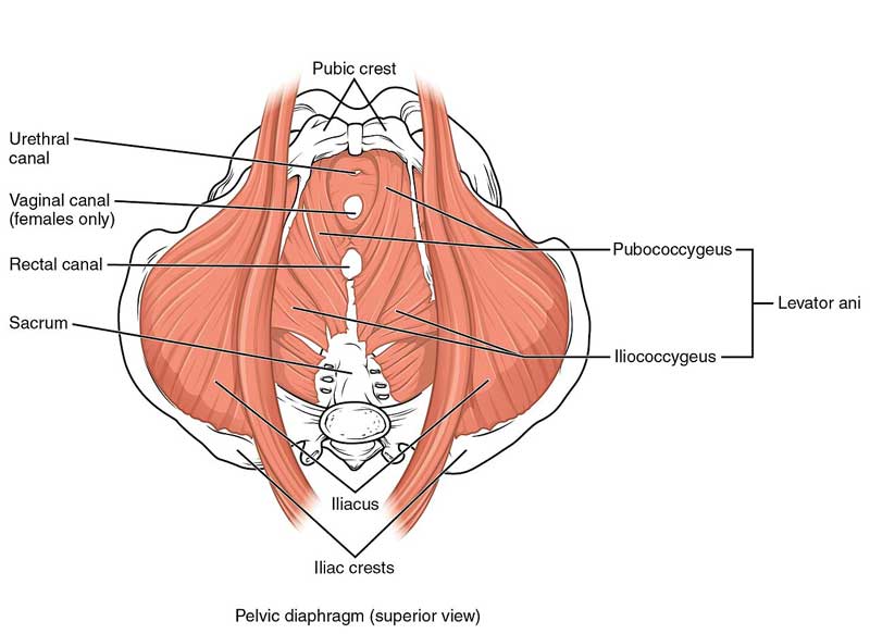 musculatura sòl pèlvic de la dona